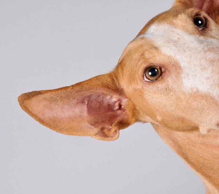 Marion's Moblie Dogschool Wiesbaden