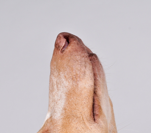 Marion's Mobile Dogschool Wiesbaden